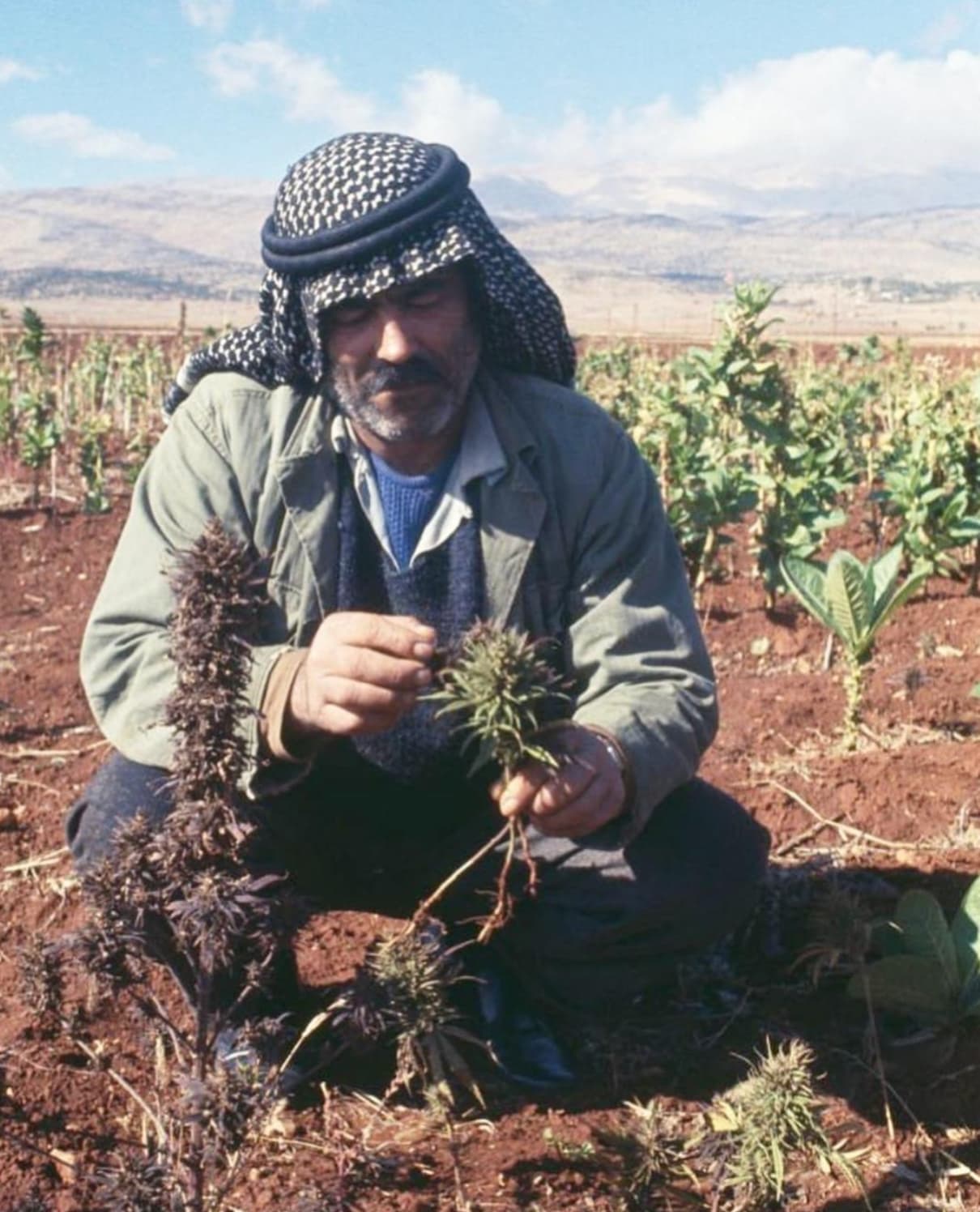 “Lebanese farmer checking on his Marijuana plant that will be later extracted into Hashish ; Lebanon 1969.”